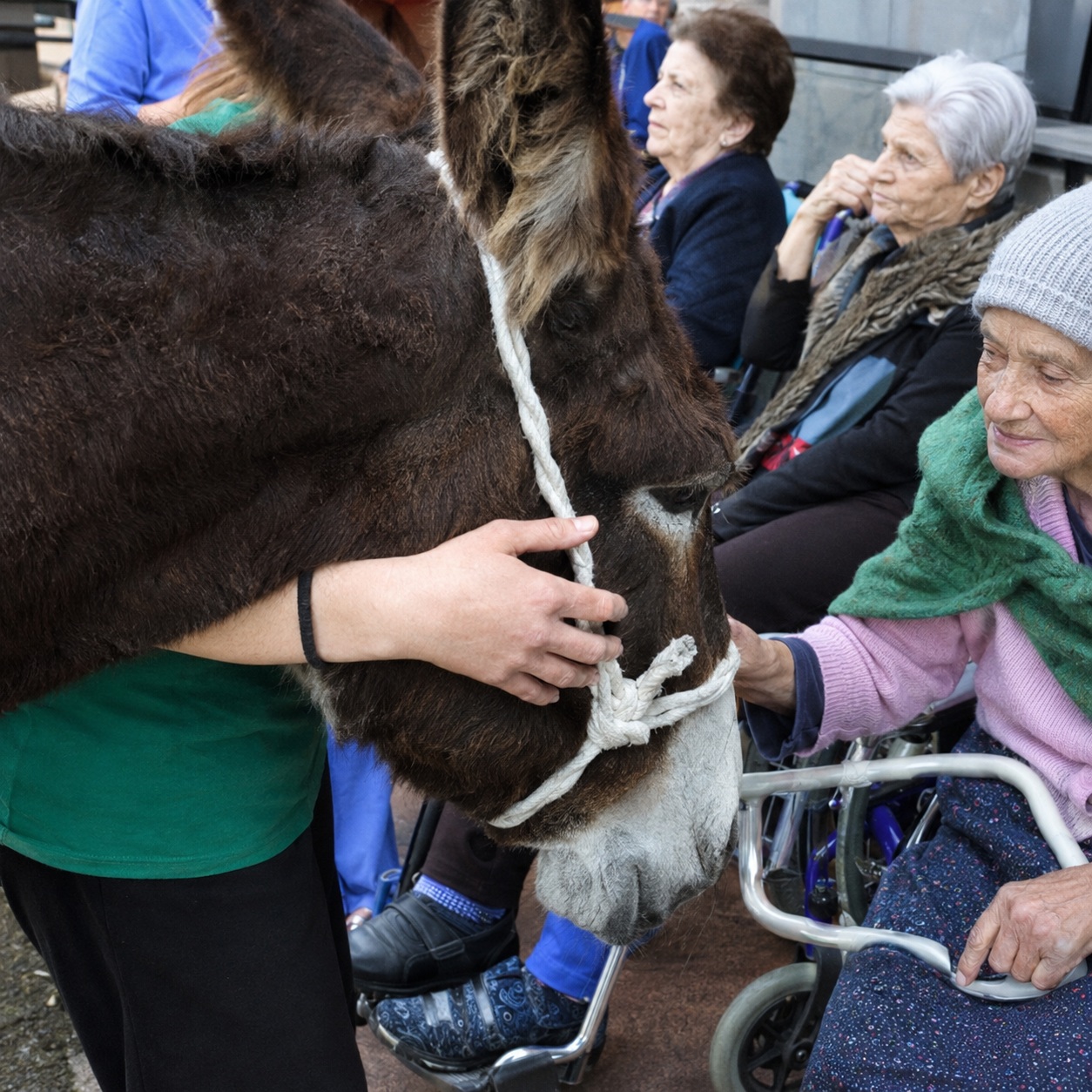Attività assistita con animale e ospiti